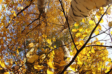 Image showing autumn tree 