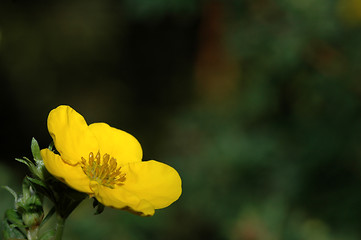 Image showing Potentilla goldfinger # 01