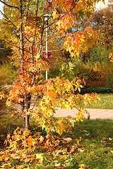 Image showing autumn tree 
