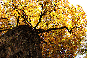 Image showing autumn tree 