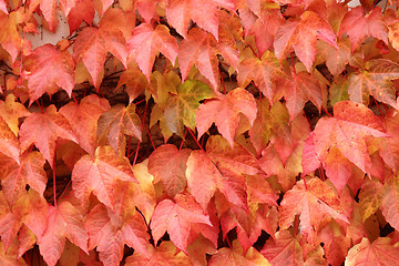 Image showing color autumn leaves