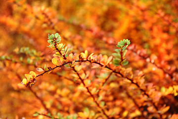 Image showing color autumn leaves