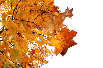 Image showing color autumn leaves