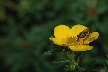 Image showing Potentilla goldfinger # 02