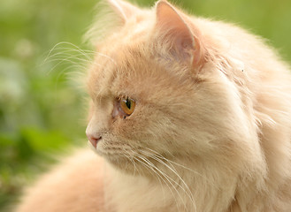 Image showing cat outdoor