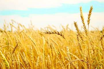 Image showing wheat field