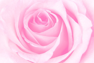 Image showing Beautiful Pink Rose