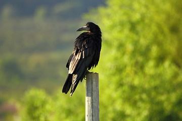 Image showing corvus frugilegus