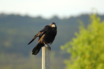 Image showing crow on a pillar