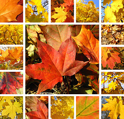 Image showing Autumn collage 