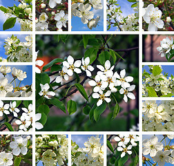 Image showing Spring trees collage