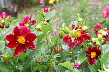 Image showing Beautiful flower (Dahlia variabilis) with water drops