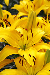 Image showing Beautiful Yellow Lily