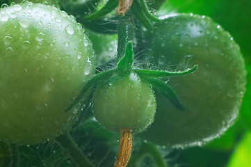 Image showing Green tomatoes