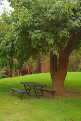 Image showing Tree over bench