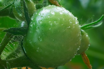 Image showing Green tomatoes