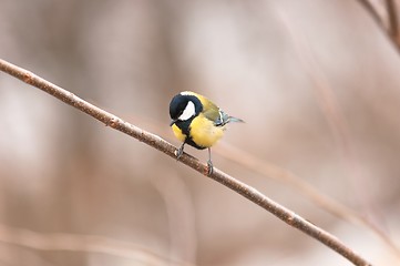 Image showing Small bird sitting on branch