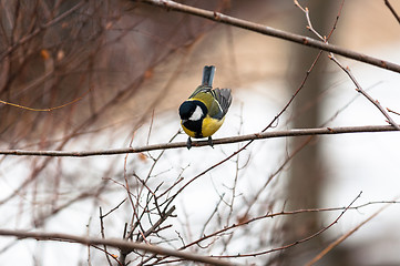 Image showing Small bird sitting on branch