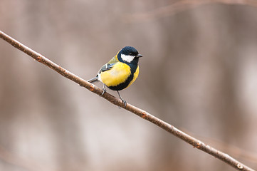 Image showing Small bird sitting on branch