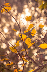 Image showing Autumnal photo in a forest