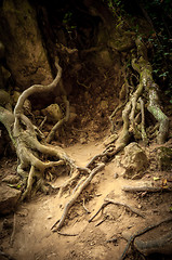 Image showing Roots of a tree