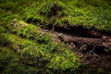 Image showing Moss on tree trunk