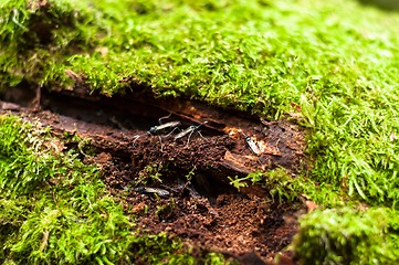 Image showing Moss on tree trunk