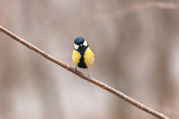 Image showing Small bird sitting on branch