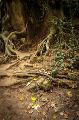 Image showing Roots of a tree
