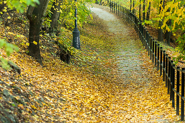 Image showing Autumnal photo in a forest