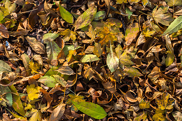 Image showing Closeup of some autumnal leaves