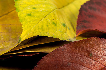 Image showing Closeup of some autumnal leaves