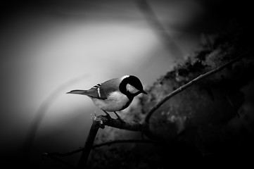 Image showing Small bird sitting on branch