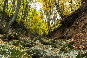 Image showing Autumnal photo in a forest