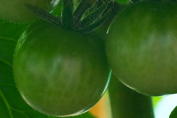 Image showing Green tomatoes