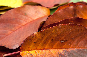 Image showing Closeup of some autumnal leaves