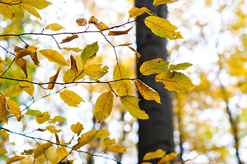 Image showing Autumnal photo in a forest