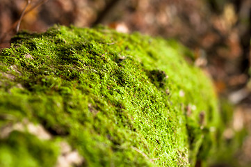 Image showing Moss on tree trunk