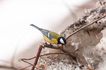 Image showing Small bird sitting on branch