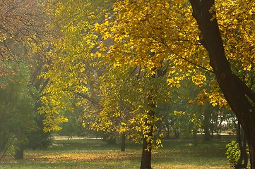 Image showing Autumnal photo in a forest