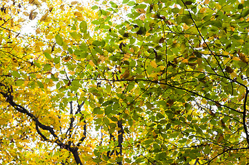 Image showing Autumnal photo in a forest