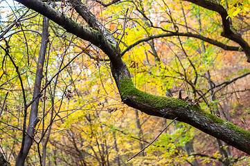 Image showing Autumnal photo in a forest