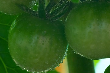 Image showing Green tomatoes