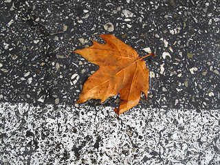 Image showing Autumn leaf on the road