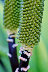 Image showing Aloe vera flower buds