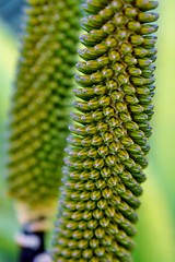 Image showing Aloe vera flower buds