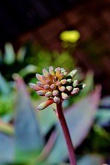 Image showing Aloe striata flower buds
