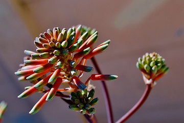 Image showing Aloe striata flower buds