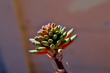 Image showing Aloe striata flower buds