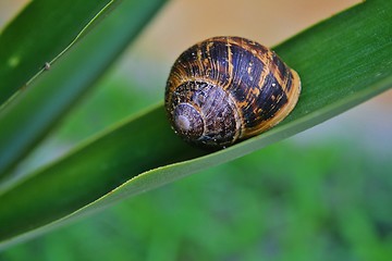 Image showing Snail on yuca leaf